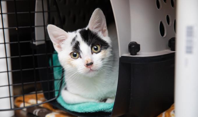 Pavlova the kitten in a carrier