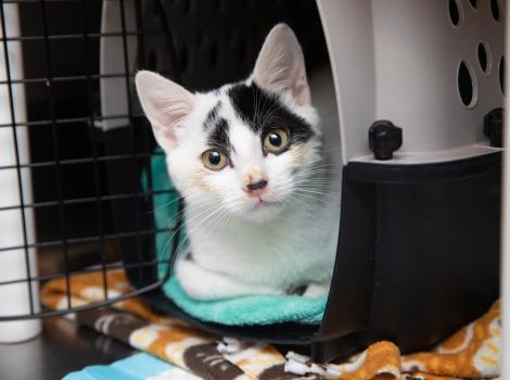 Pavlova the kitten in a carrier
