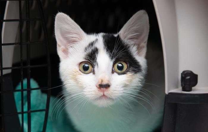 The face of Pavlova the kitten