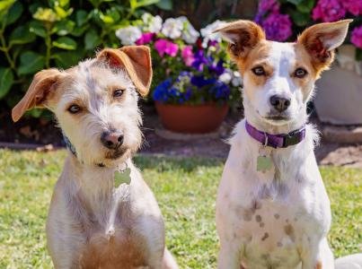 two small brown and white dogs sitting in yard with colorful flowers