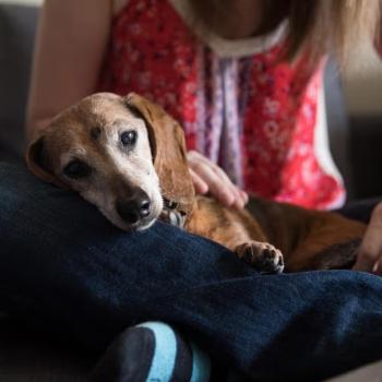 Person sitting with a dog who is resting comfortably on their lap