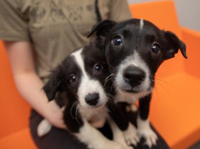 two puppies being held on bright orange couch