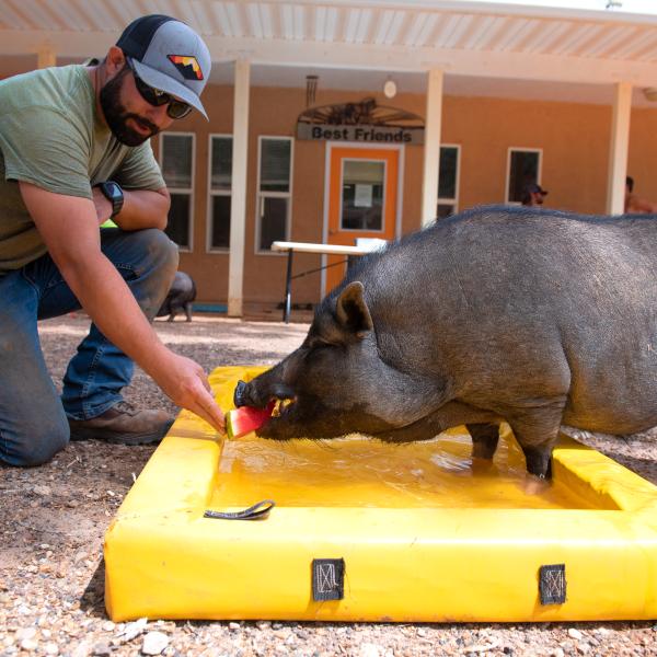 Person feeding a piece of watermelon to a pig in a small pool