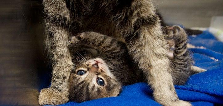 tabby kitten playing with larger cat