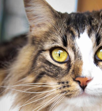 cat