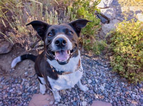 Polly the dog outside with mouth open smiling