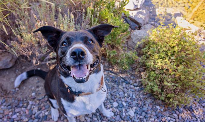Polly the dog outside with mouth open smiling