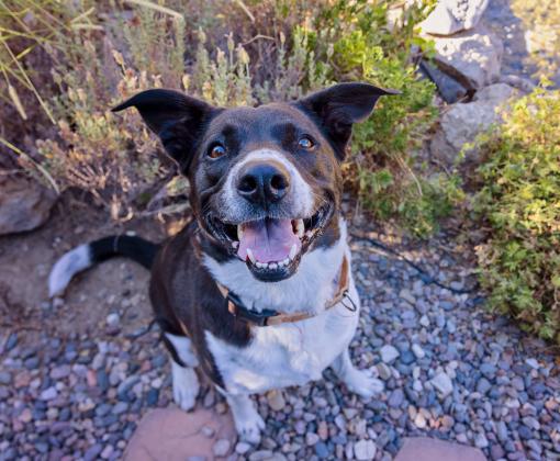Polly the dog outside with mouth open smiling