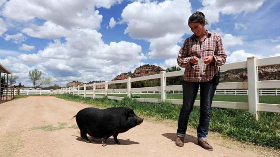 Person walking down a path next to a white fence with a black potbellied pig with clouds and blue sky behind them