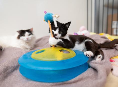 Monkey the kitten playing with a toy while another cat watches