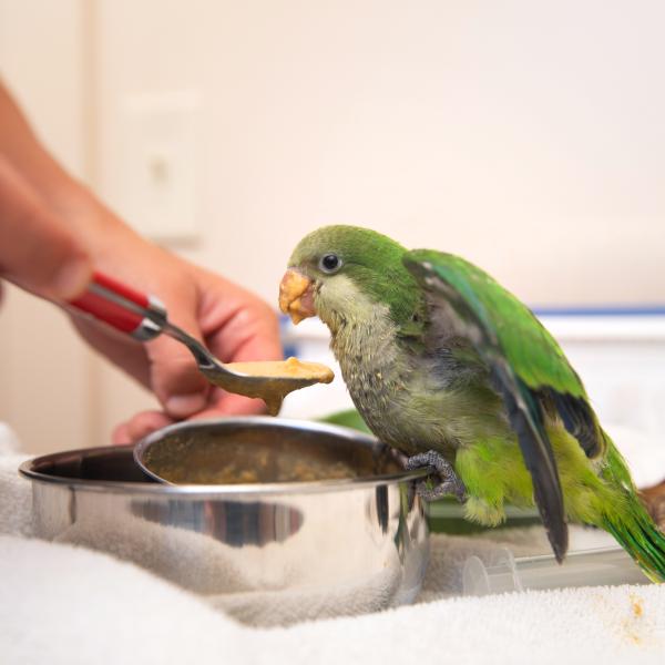 Person's hand holding a spoon with pureed food for a green parrot to eat