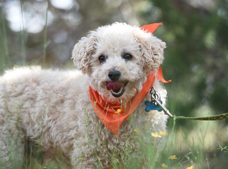 Puppy-mill-rescue-poodle-Arthur-5795MW.jpg