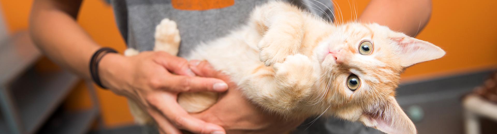 Person holding a tiny kittens in their arms