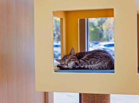 Cat sleeping in a rectangular cat cubby