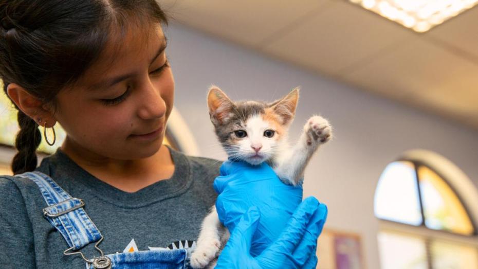 Child holding a calico kitten with blue rubber gloved hands