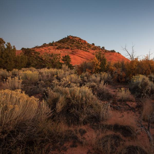 Flowering plants in foreground with red cliff behind in sunset lighting