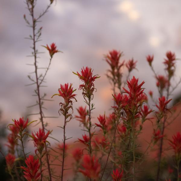 Red wildflowers in Angel Canyon
