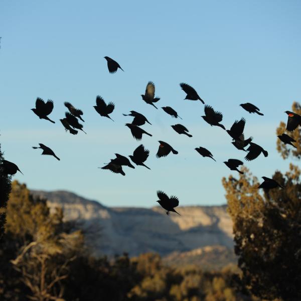 Flock of red-winged blackbirds flying upward in Angel Canyon