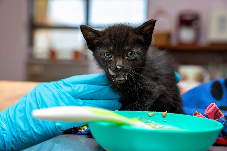 Black kitten after eating some gruel