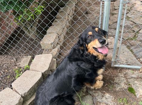 Rio the dog beside a chain-link fence