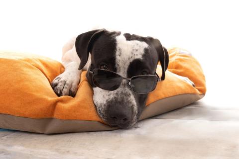 Dog in sunglasses lying on a dog bed.