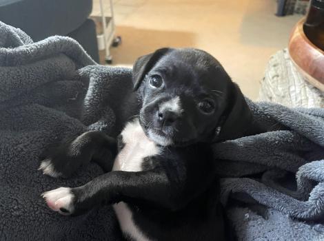 Rory the puppy lying on a blanket