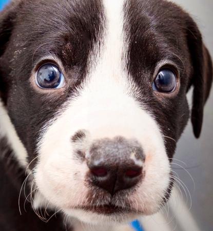 Tiny puppy