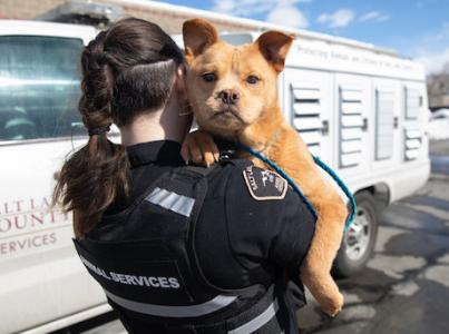 animal services officer, aco