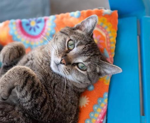 Brown tabby cat lying on a multicolored blanket