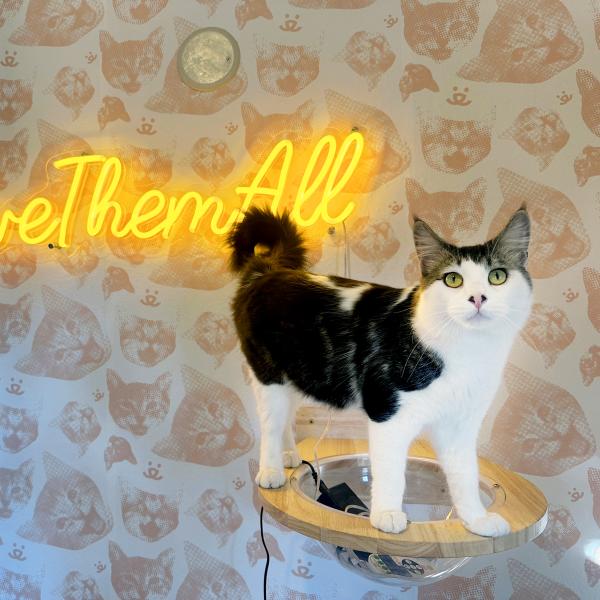 Cat on a wooden platform attached to a wall covered in cat face wallpaper with a Save Them All neon sign