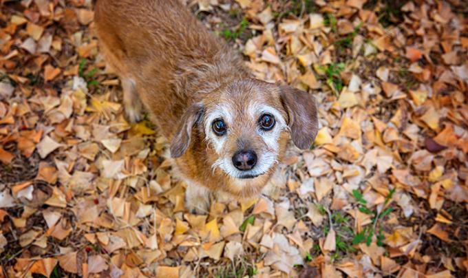 Senior brown dog standing in fallen leaves
