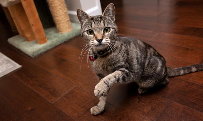Senior-cat-adoption-Akiri_LF_4554.jpg