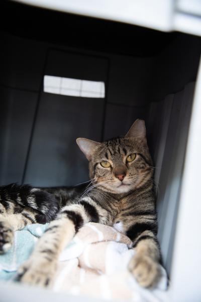 Tabby cat lying in a box