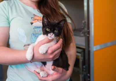 Person holding a tuxedo cat