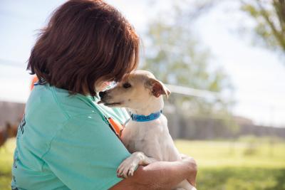 Profile of small dog with tongue out to give a kiss to a person who is holding him