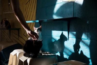 Hand reaching down to pet a black cat in a cattery setting