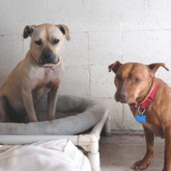 Two pit bull dogs in room
