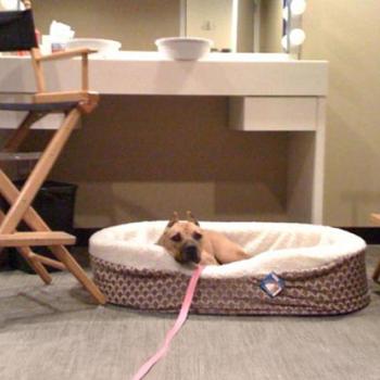 Georgia a pit bull terrier in a dog bed in tv dressing room