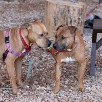Dogs Squeaker and Oscar playing together outside