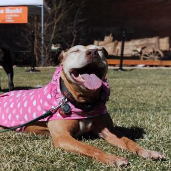 Pit bull type dog laying in the grass and smiling