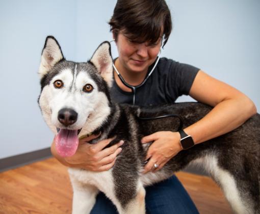 Veterinary professional examining a dog