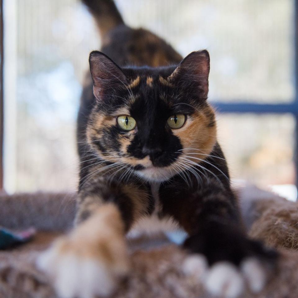 Cat stretching