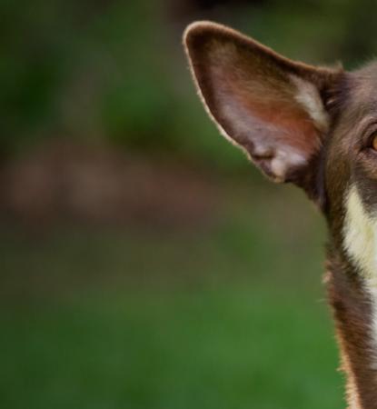 dog