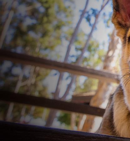German Sheppard 