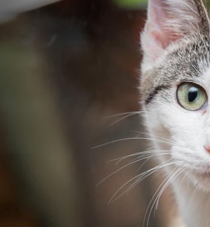 gray and white cat