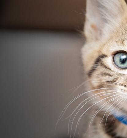 Cat with blue bow