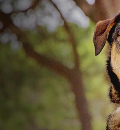 dog
