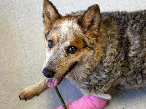 Steve the dog with a cast on one of his front legs