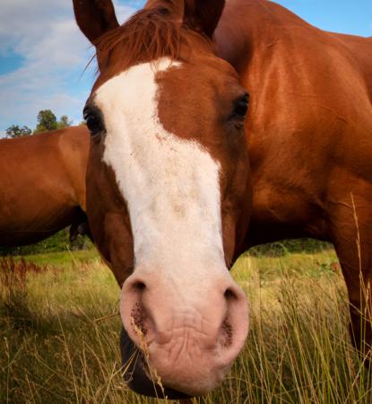 horse leaning into camera