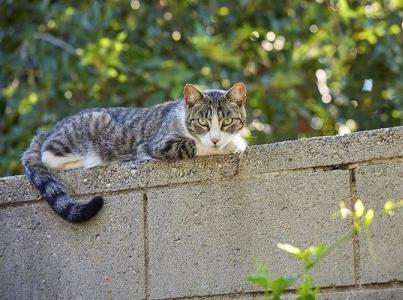 Cat resting on a cement wall outdoors